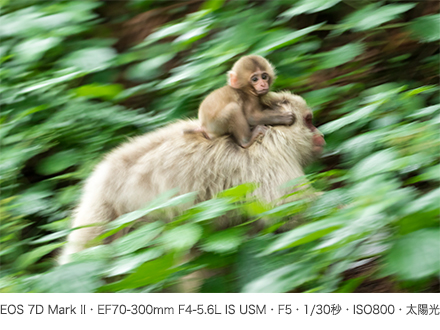 作例 EOS 7D Mark II・EF70-300mm F4-5.6L IS USM・F5・1/30秒・ISO800・太陽光