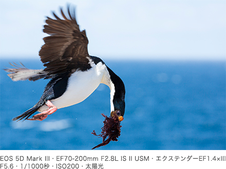 作例 EOS 5D Mark III・EF70-200mm F2.8L IS II USM・エクステンダーEF1.4×III・F5.6・1/1000秒・ISO200・太陽光