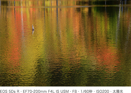 作例 EOS 5Ds R・EF70-200mm F4L IS USM・F8・1/60秒・ISO200・太陽光