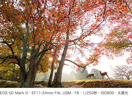 作例 EOS 5D Mark III・EF11-24mm F4L USM・F8・1/250秒・ISO800・太陽光