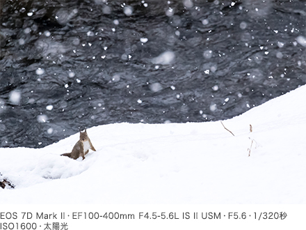 作例 EOS 7D Mark II・EF100-400mm F4.5-5.6L IS II USM・F5.6・1/320秒・ISO1600・太陽光