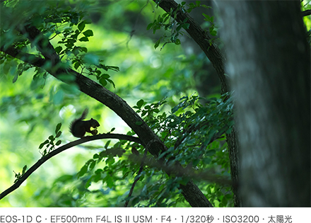 作例 EOS-1D C・EF500mm F4L IS II USM・F4・1／320秒・ISO3200・太陽光