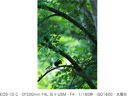 作例 EOS-1D C・EF500mm F4L IS II USM・F4・1／160秒・ISO1600・太陽光