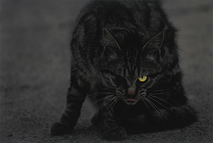 こちらを睨んでいる片目の猫