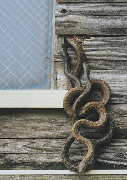 窓際で絡まり合っている蛇
