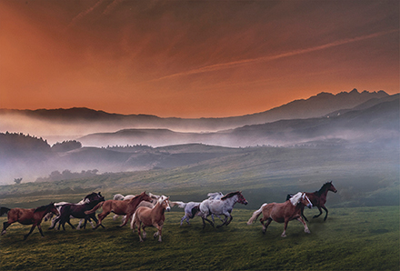 高原で疾走する馬の群れ