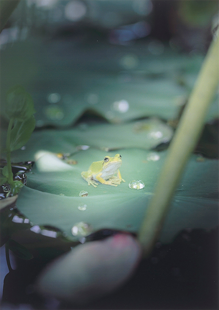 葉っぱの上で空を見上げているカエル