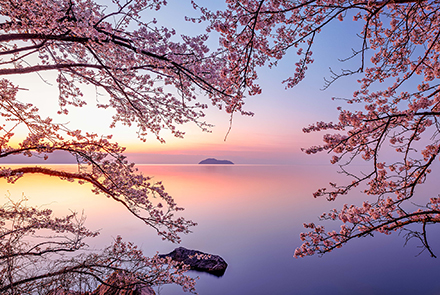 朝焼けの海津大崎の桜