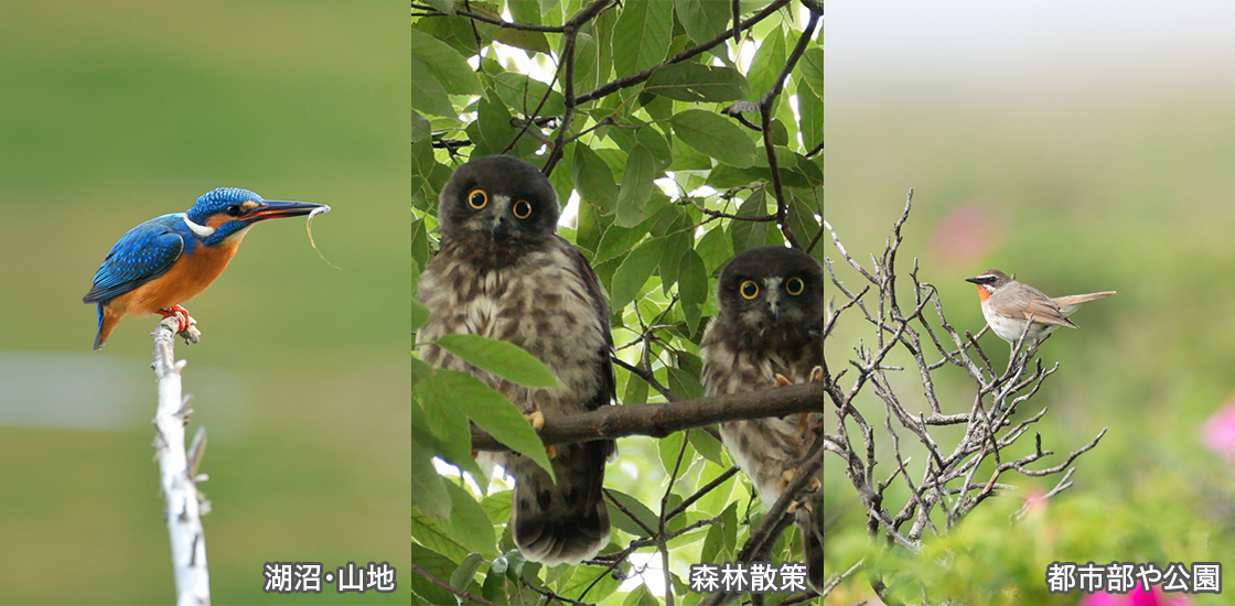 湖沼・山地/森林散策/都市部や公園