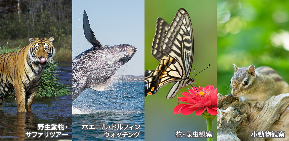 野生動物・サファリツアー/ホエール・ドルフィンウォッチング/花・昆虫観察/小動物観察