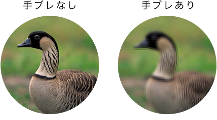 図:手ブレなし/手ブレあり