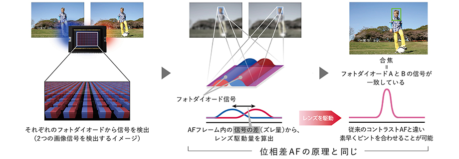 それぞれのフォトダイオードから信号を検出（2つの画像信号を検出するイメージ）→AFフレーム内の信号の差（ズレ量）からレンズ駆動量を算出 →レンズを駆動→合焦＝フォトダイオードAとBの信号が一致している 従来のコントラストAFと違い素早くピントを合わせることが可能 位相差AFの原理と同じ