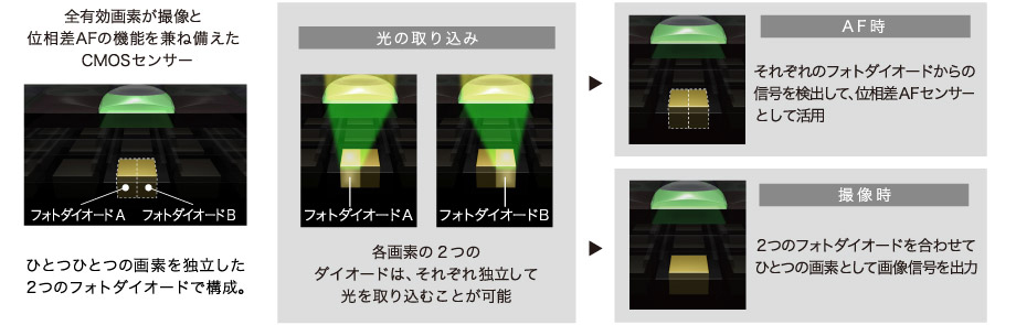 全有効画素が撮像と位相差AFの機能を兼ね備えたCMOSセンサー ひとつひとつの画素を独立した2つのフォトダイオードで構成。 光の取り込み:各画素の2つのダイオードは、それぞれ独立して光を取り込むことが可能 AF時:それぞれのフォトダイオードからの信号を検出して、位相差AFセンサーとして活用 撮像時:2つのフォトダイオードを合わせてひとつの画素として画像信号を出力