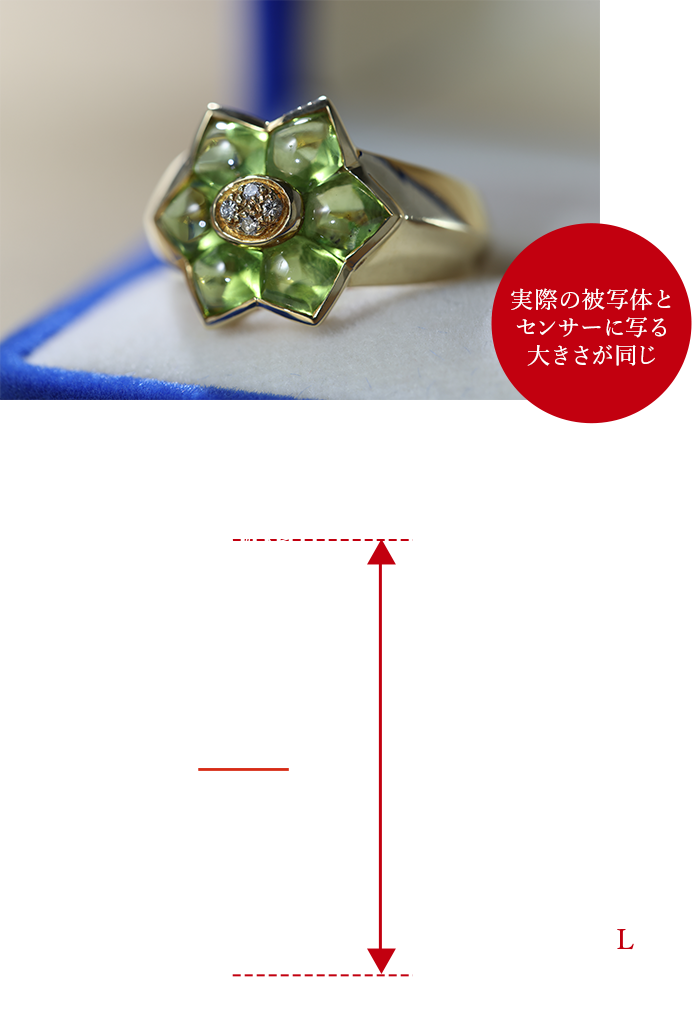 EF100mm F2.8Lマクロ IS USM（EOS 6D Mark II装着） 実際の被写体とセンサーに写る大きさが同じ 最大撮影倍率1.0倍、最短撮影距離30cm