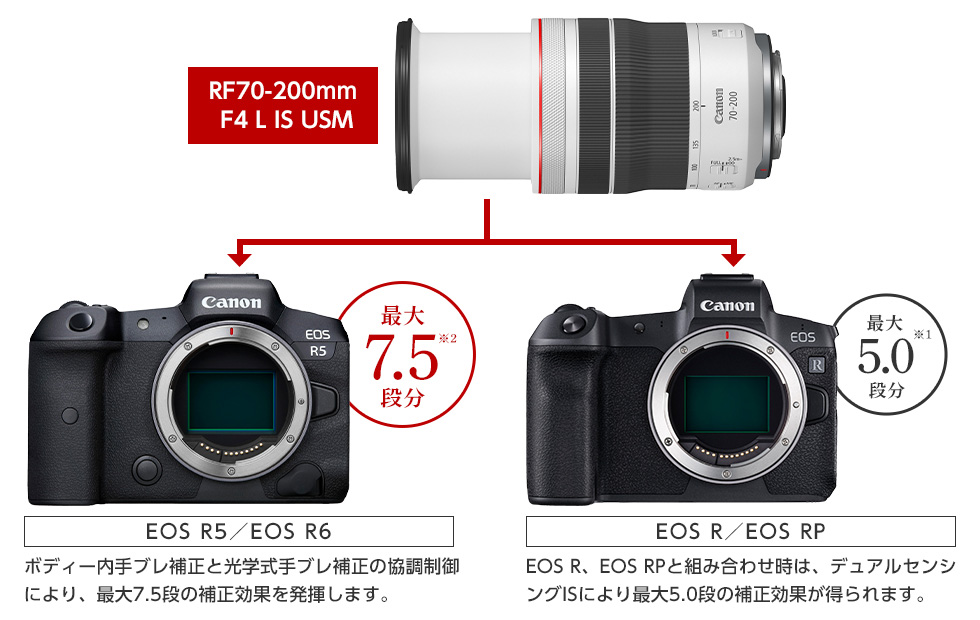EOS R5 R6と組み合わせ時は、ボディー内手ブレ補正と光学式手ブレ補正の協調制御により、最大7.5段の補正効果を発揮します。EOS R EOS RPと組み合わせ時は、デュアルセンシングISにより最大5.0段の補正効果が得られます。