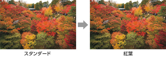 左:スタンダード 右:紅葉
