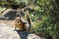 作例:ピクチャースタイル オート