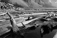 作例:ピクチャースタイル モノクロ