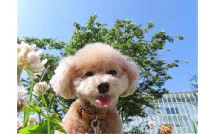 特長 PowerShot SX740 HS:コンパクトデジタルカメラ|個人 特長 PowerShot SX740 HS:コンパクトデジタルカメラ|個人
