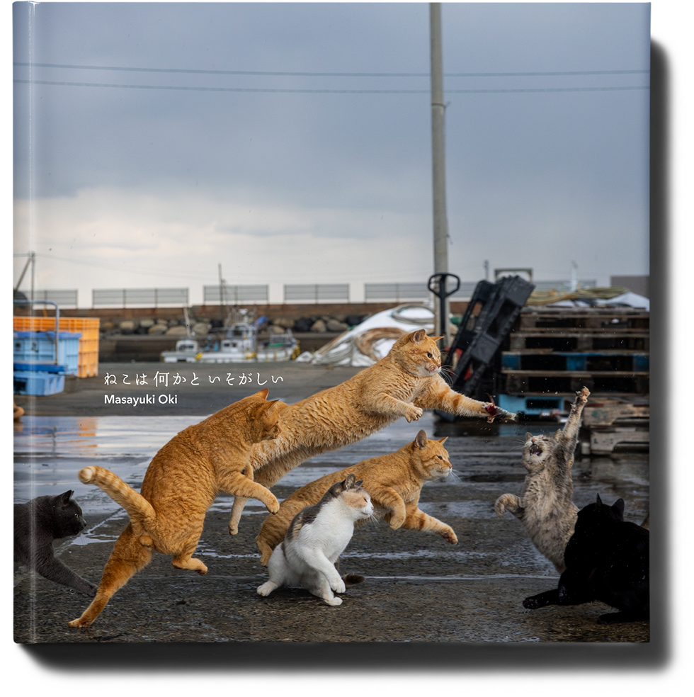 ねこは何かといそがしい