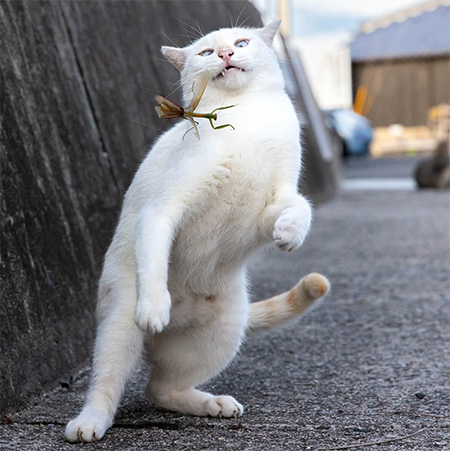 カマキリに驚いて後ずさりする白猫