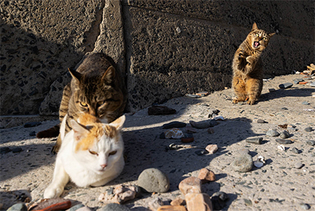 猫島で二本足で立ち上がる猫