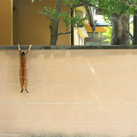 壁を駆け上がり前足を伸ばす猫