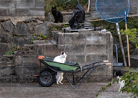 猫車の上下に重なって見える二匹の猫
