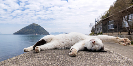 佐柳島で海風を浴びてへそ天をする猫