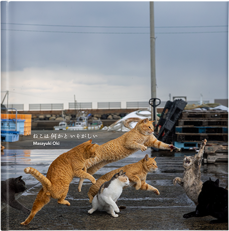 ねこは何かといそがしい
